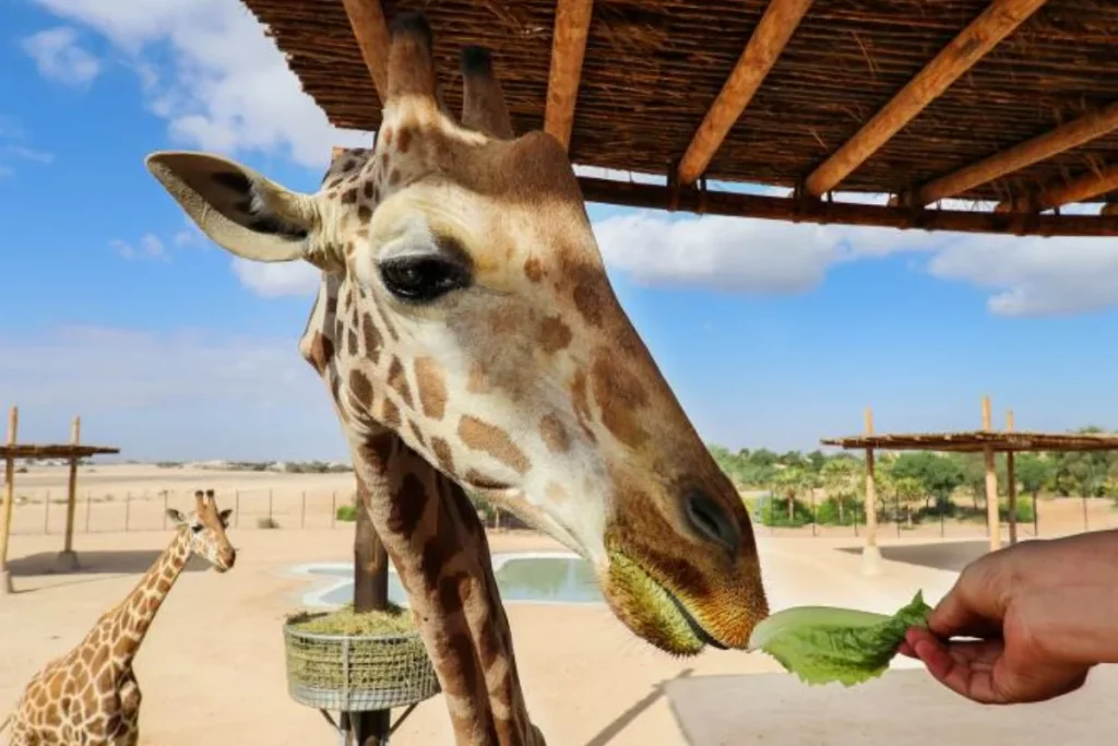 Al Ain Zoo (1)