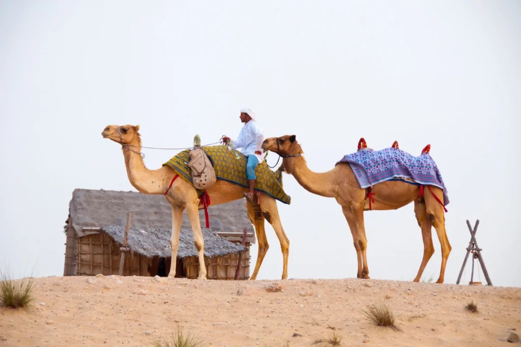 Dubai Desert Conservation Reserve