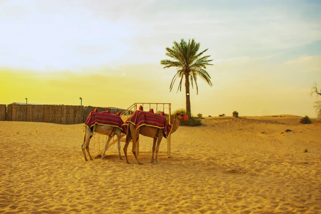 Your Ultimate Guide to a Dubai Desert Safari