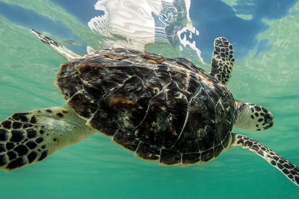 See or Feed the Turtles at Jumeirah Al Naseem